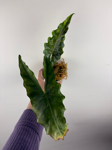 Alocasia keris sp sulawesi