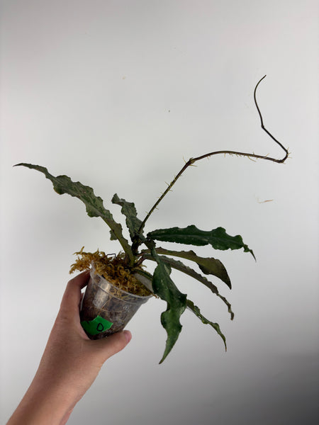 Hoya Undulata silver D