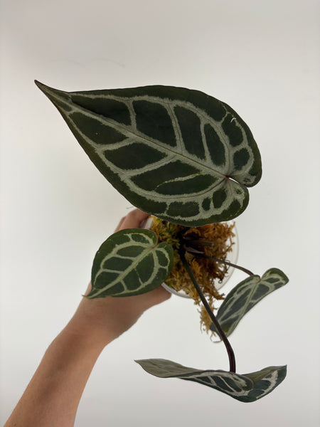 Anthurium black crystallinum mutation