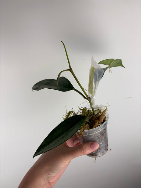 Hoya Latifolia 'rimba perak' C