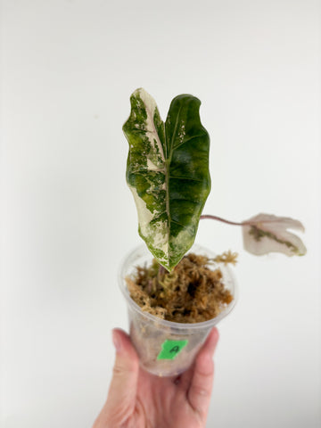 Alocasia pseudo sanderiana pink variegated A