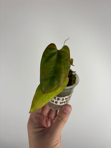 Anthurium Black sweet x blue papillilaminum hybrid F as is