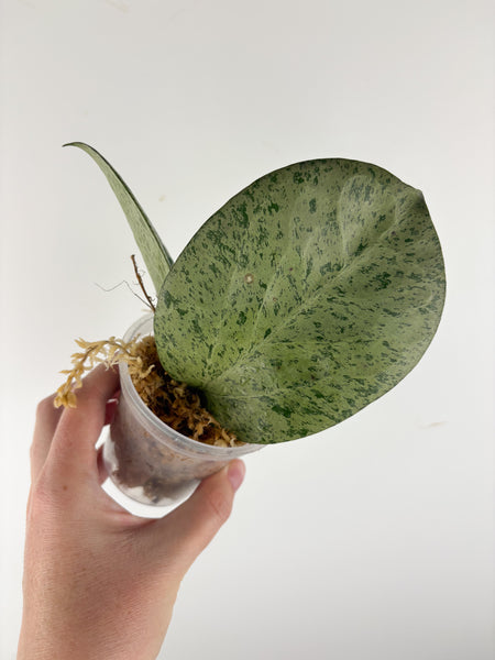 Hoya Michele silver B