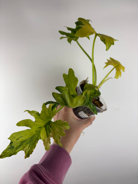 Philodendron thaumatophyllum dragon fire