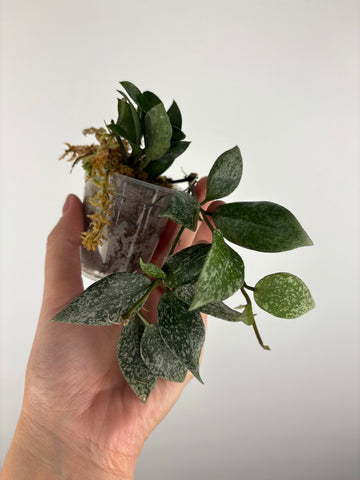Hoya lacunosa gayung 6