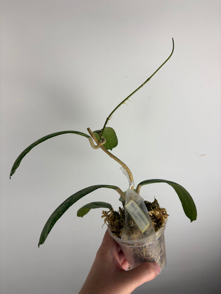 Hoya sp. (Northern Sumatra) silver splash