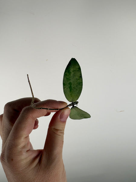 hoya flagellata silver cutting
