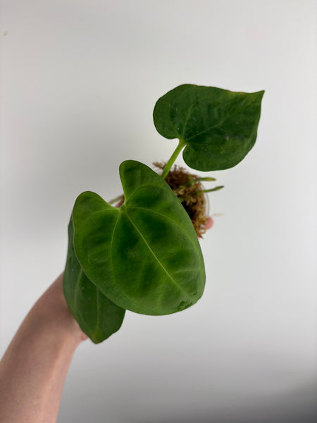 Anthurium dark phoenix seed A