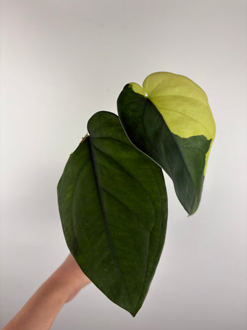 Syngonium chiapense variegated 2