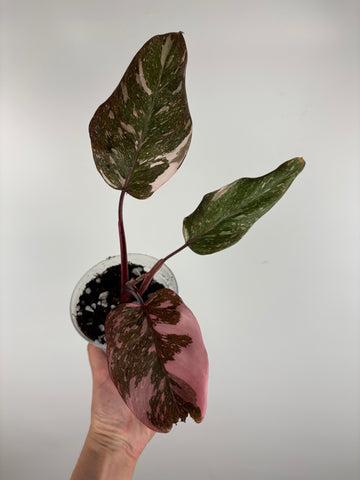 Philodendron pink princess marble galaxy 2
