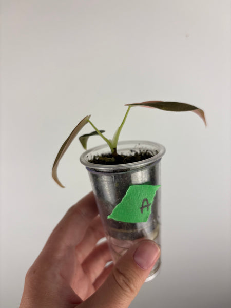 philodendron melanochrysum orange variegated A