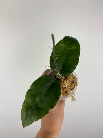 hoya versteegii 5