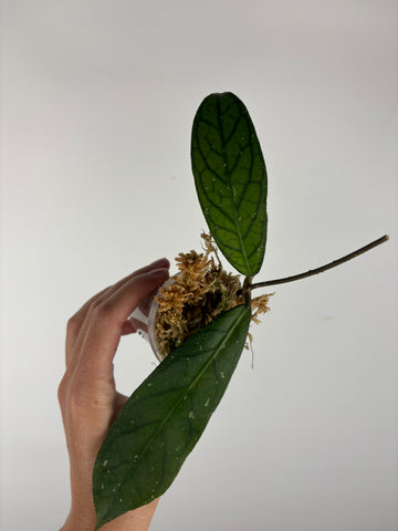 Hoya tanggamus patok besi 3