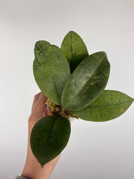 Hoya aff forbesii silver 6