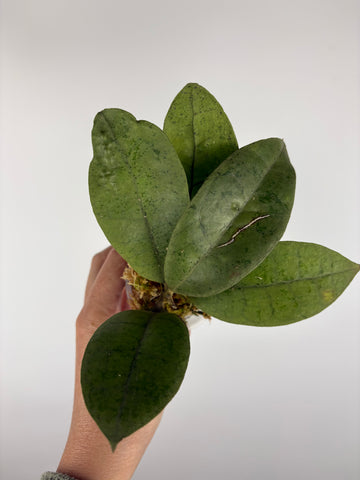 Hoya aff forbesii silver 6