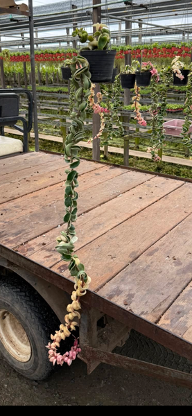 Hoya compacta variegated (Thailand) unacclimated
