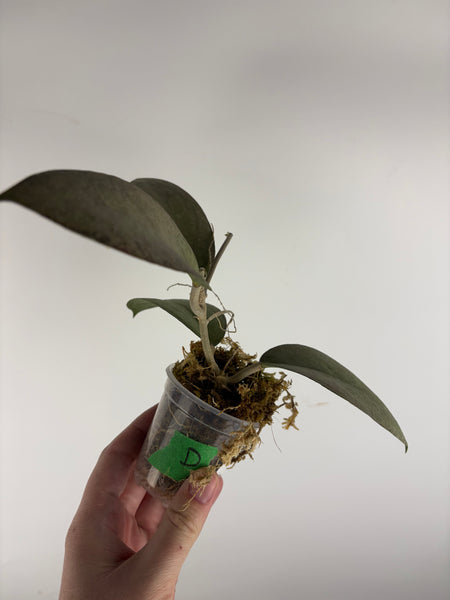 hoya menak sopal silver D