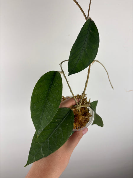 Hoya sp aceh