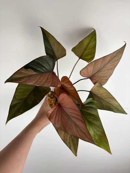 homalomena pink diamond (Thailand) B