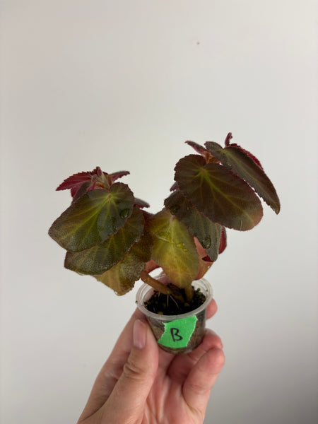 Begonia Withlacoochee variegated reverted B