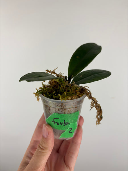 Hoya aff forbesii silver 2
