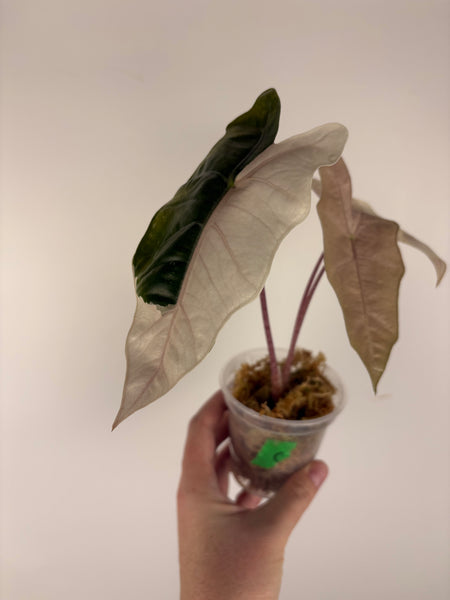 Alocasia pseudo sanderiana pink variegated C