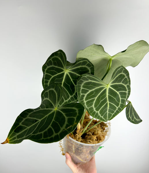 Anthurium King clarinervium hybrid A