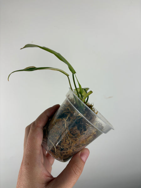 Philodendron atabapoense mutation (Thailand)