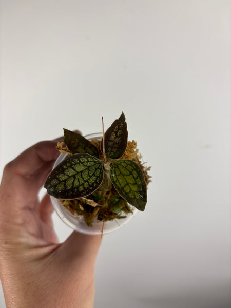 Jewel orchid sp papua C