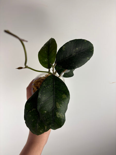 hoya Sp aceh omelet C