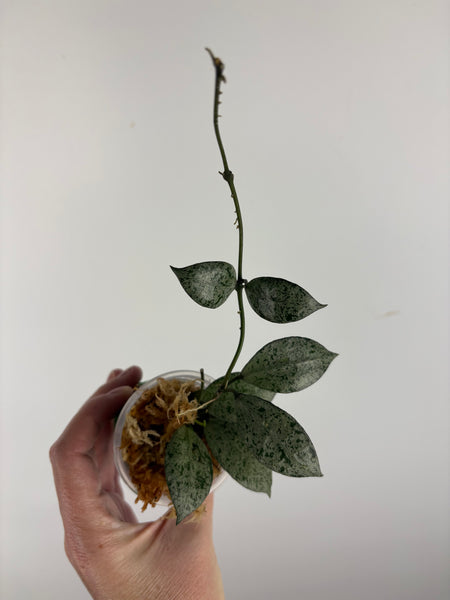 hoya lacunosa moonshine C