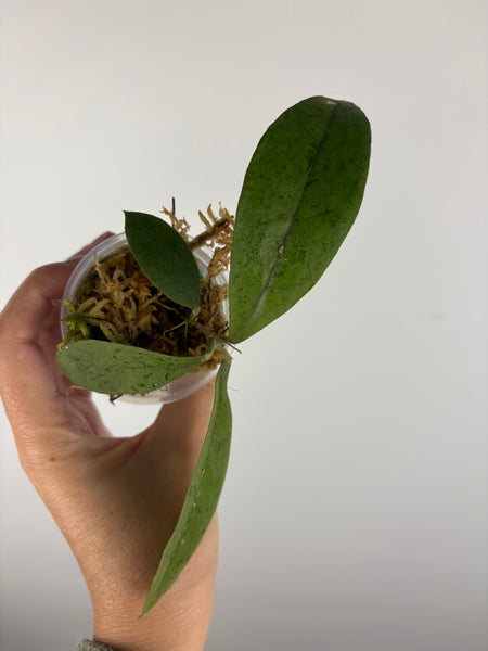 Hoya aff forbesii silver 4