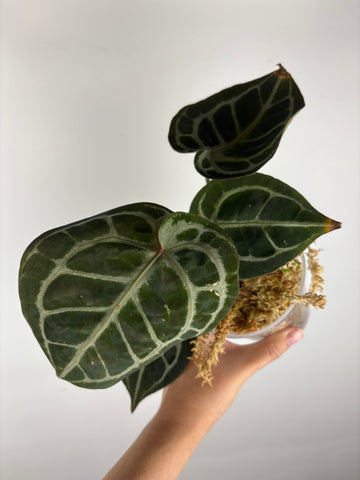 Anthurium black crystallinum 2