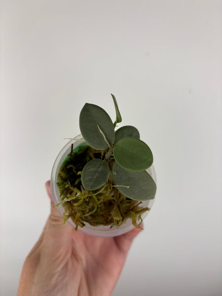 hoya grey fairy B