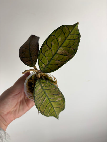 Hoya Gunung gading splash E