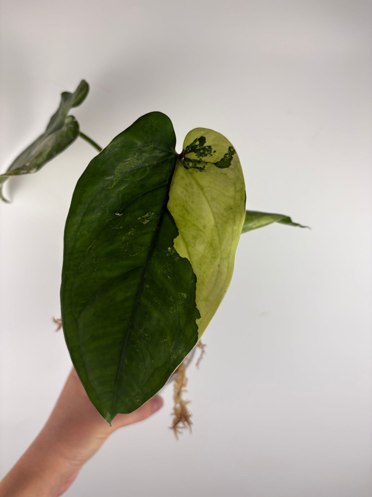 Syngonium chiapense variegated 1