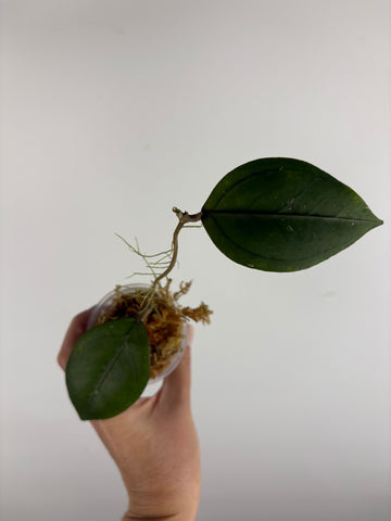 Hoya sp aceh Gomas 3A