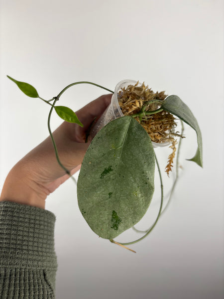 hoya coriacea silver 5