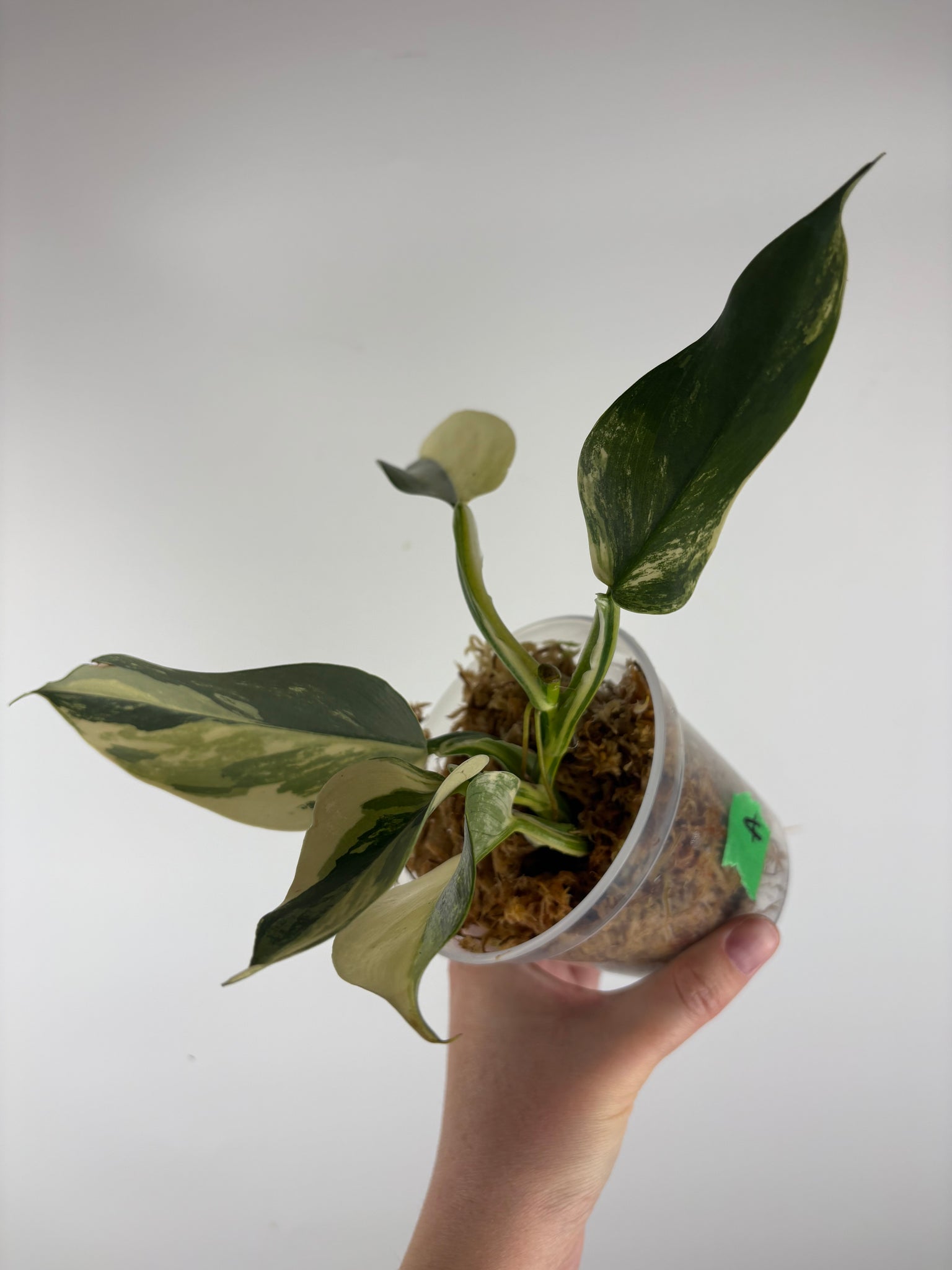 Philodendron silver sword variegated A bottom cut