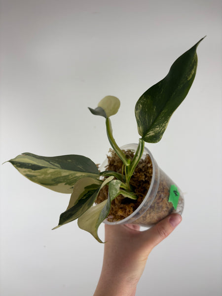 Philodendron silver sword variegated A bottom cut