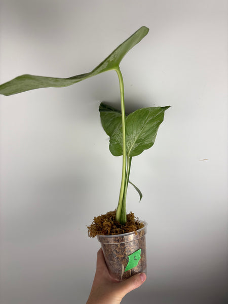 Monstera vietciosa (Thailand) C