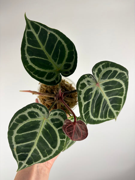 Anthurium tezula x hurc