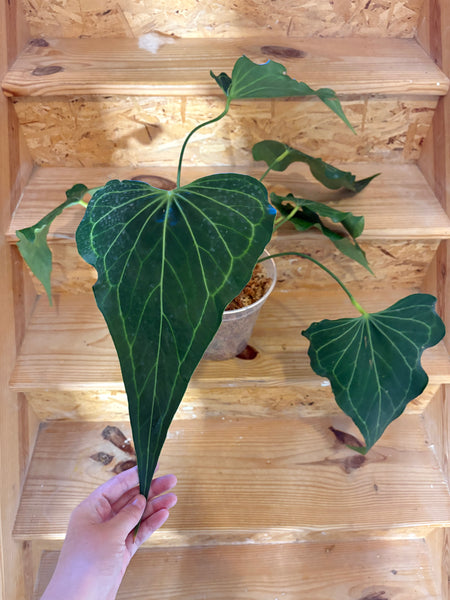 Anthurium delta force (Thailand) A - huge plant