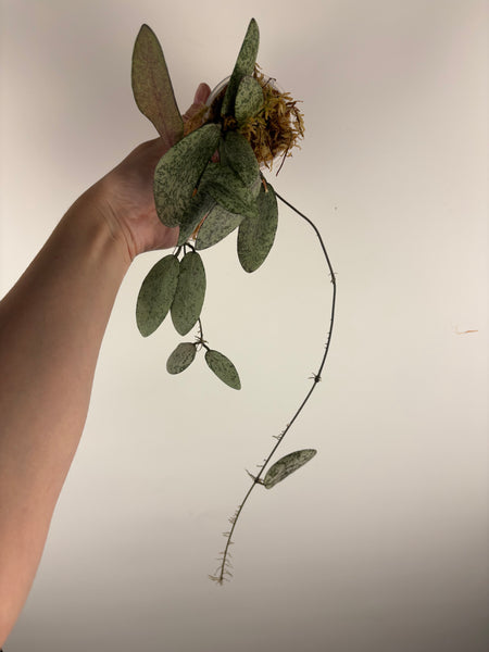 hoya sigillatis borneo C