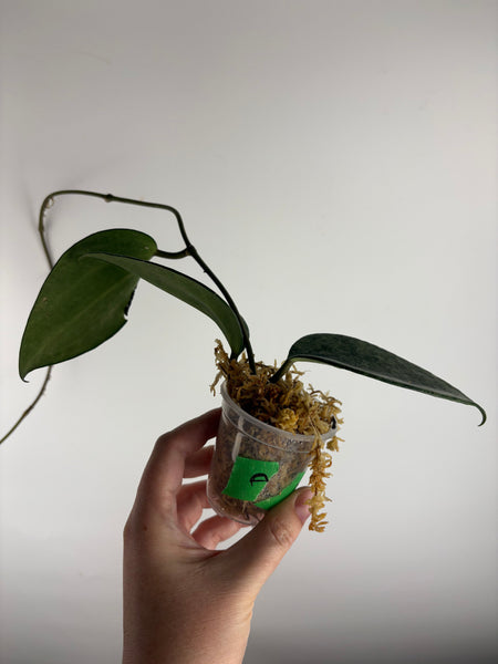 Hoya Latifolia 'rimba perak' A