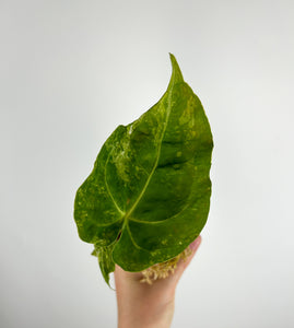 Anthurium Forgetti x  crystallinum mutation variegated C