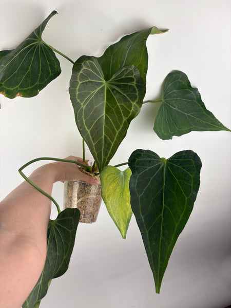 Anthurium delta force