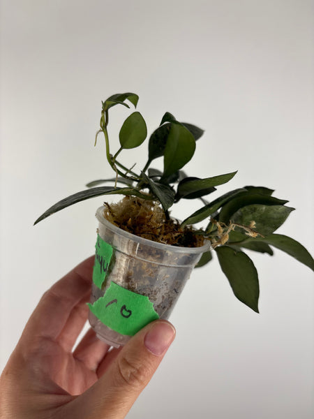 Hoya lacunosa gayung 10