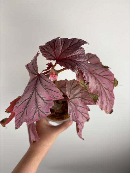Begonia Lamoon big size (Thailand)