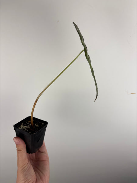 alocasia sanderiana bull aurea